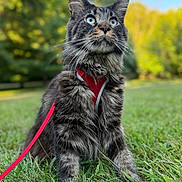 Cosmos is registered to the contest to win money with this photo: cat, blue_eyes, fluffy, outdoor, grass, harness, leash, pet, animal, nature, alert, mammal, feline, closeup, portrait, greenery, summer, daylight, whiskers, ears