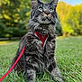 cat, blue_eyes, fluffy, outdoor, grass, harness, leash, pet, animal, nature, alert, mammal, feline, closeup, portrait, greenery, summer, daylight, whiskers, ears