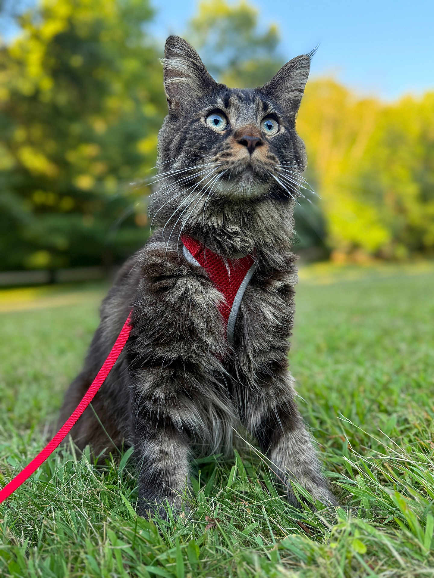 Cosmos is registered to the contest to win money with this photo: cat, blue_eyes, fluffy, outdoor, grass, harness, leash, pet, animal, nature, alert, mammal, feline, closeup, portrait, greenery, summer, daylight, whiskers, ears