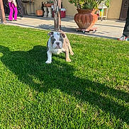 Harleyquinn joined the competition — help win amazing prizes! bulldog, puppy, dog, grass, lawn, porch, patio, potted_plant, planter, plant, shadow, person, adult, child, holding, concrete, window, shoe, outdoor, sunlight