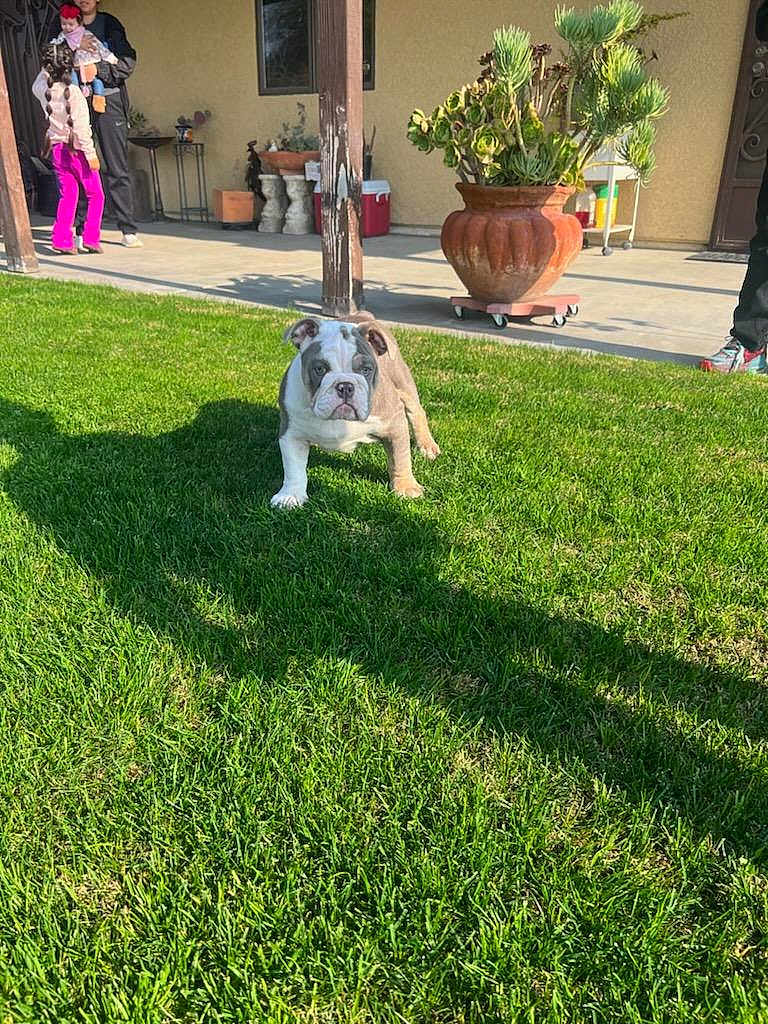 Harleyquinn joined the competition — help win amazing prizes! bulldog, puppy, dog, grass, lawn, porch, patio, potted_plant, planter, plant, shadow, person, adult, child, holding, concrete, window, shoe, outdoor, sunlight