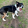 dog, border_collie, tennis_ball, ball_in_mouth, tongue_out, harness, grass, dirt, outdoor, playful, pet, canine, tricolor, standing, happy, paws, eyes, fur, mouth_open, park