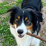 Milo participe au concours pour gagner de l'argent avec cette photo : dog, tricolor, border_collie, stick, outdoor, grass, pebbles, fur, amber_eyes, white_fur, black_fur, brown_markings, collar, pet, portrait, closeup, nose, teeth, playful, nature