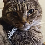 Gary is registered to the contest to win money with this photo: animal, cat, close_up, cute, domestic, ears, expression, eyes, face, feline, fur, indoor, looking, mammal, nostalgic, pet, portrait, soft, tabby, whiskers