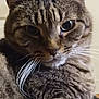 animal, cat, close_up, cute, domestic, ears, expression, eyes, face, feline, fur, indoor, looking, mammal, nostalgic, pet, portrait, soft, tabby, whiskers