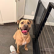 Dutch is registered to the contest to win money with this photo: dog, happy, tongue_out, pet, indoor, tile_floor, cabinet, gate, railing, countertop, brown_coat, short_hair, paws, sitting, looking_up, white_shoe, human_leg, smiling, floor, wall_outlet