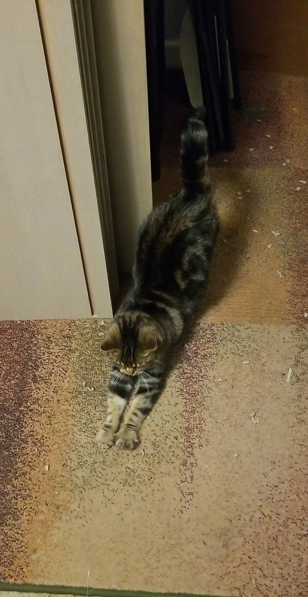 Minks is registered to the contest to win money with this photo: asian, carnivore, cat, domestic_short_haired_cat, dragon_li, european_shorthair, felidae, floor, flooring, fur, kitten, paw, polydactyl_cat, small_to_medium_sized_cats, snapshot, snout, tabby_cat, tail, whiskers, wild_cat