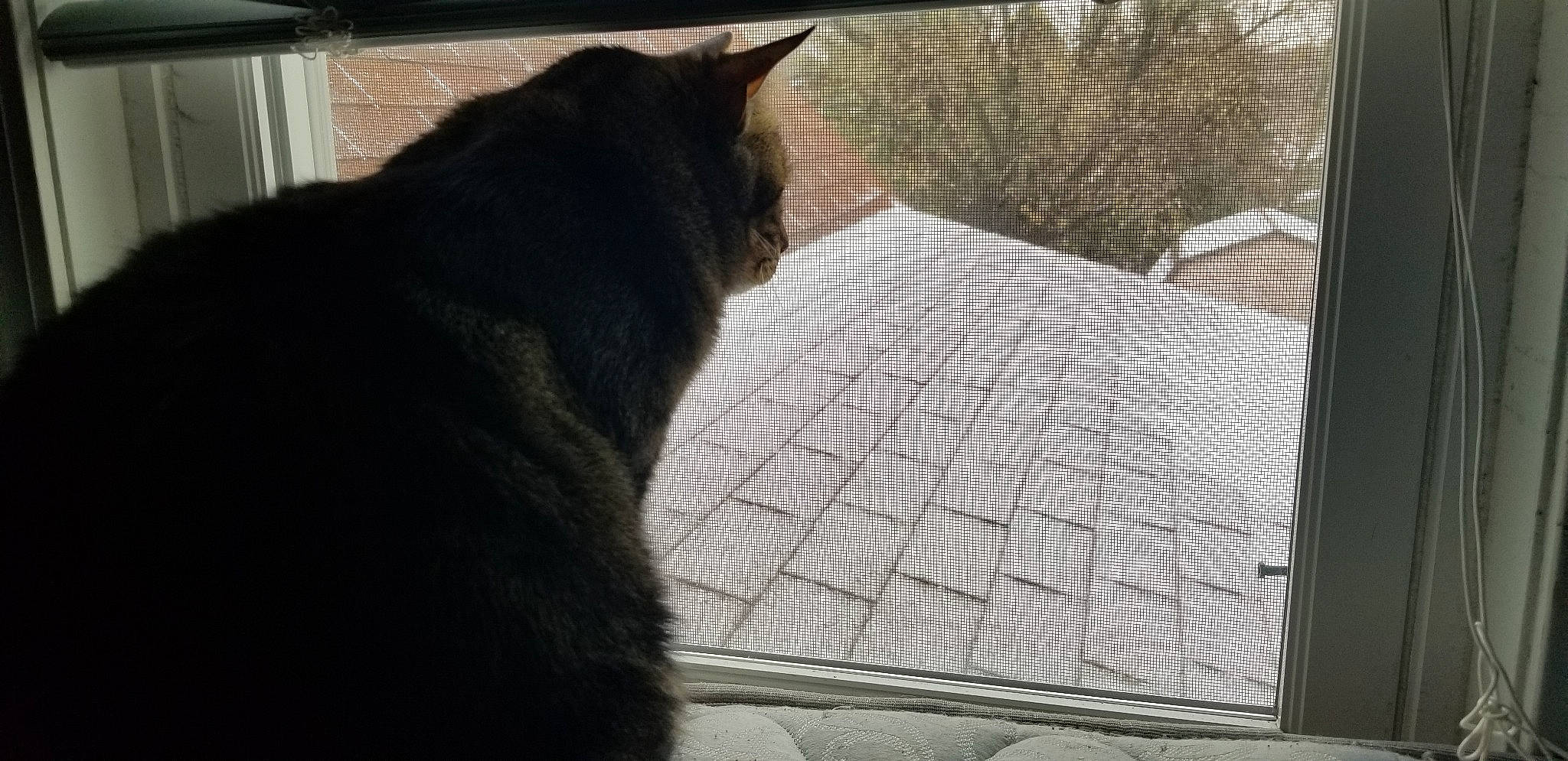 Minks joined the competition — help win amazing prizes! animal_shelter, black_cat, carnivore, cat, domestic_short_haired_cat, felidae, polydactyl_cat, small_to_medium_sized_cats, snout, tabby_cat, tail, whiskers, window