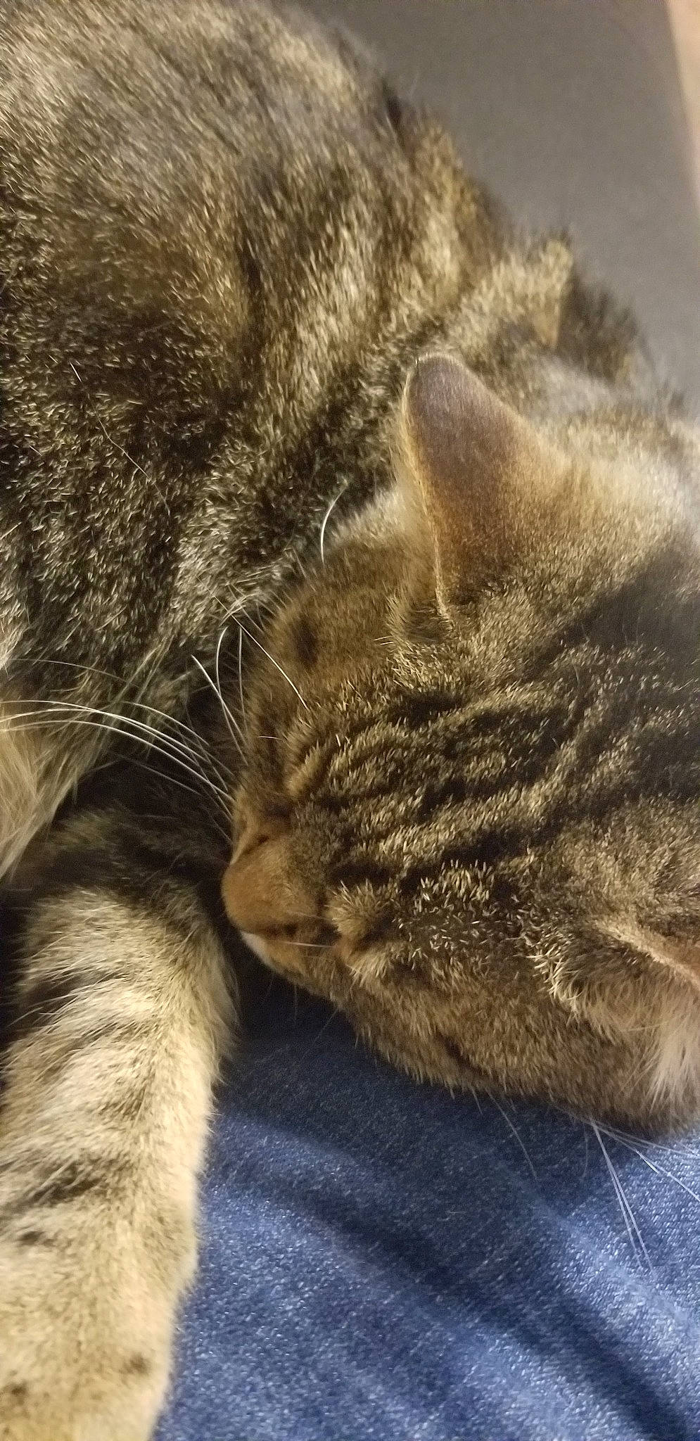 Minks is registered to the contest to win money with this photo: asian, british_shorthair, carnivore, cat, close_up, domestic_short_haired_cat, dragon_li, ear, european_shorthair, felidae, fur, kitten, nap, paw, polydactyl_cat, sleep, small_to_medium_sized_cats, snout, tabby_cat, whiskers