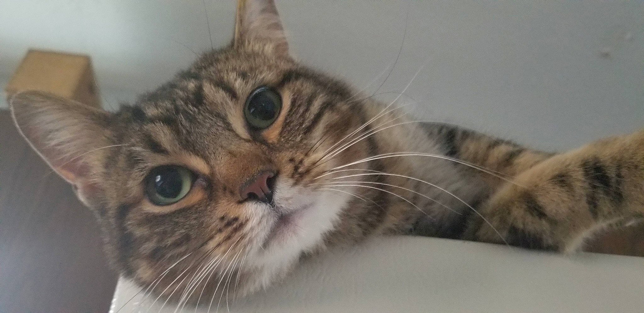 Minks is registered to the contest to win money with this photo: aegean_cat, american_bobtail, american_shorthair, american_wirehair, asian, australian_mist, british_semi_longhair, carnivore, cat, domestic_short_haired_cat, dragon_li, european_shorthair, eye, felidae, kitten, mammal, small_to_medium_sized_cats, snout, tabby_cat, whiskers