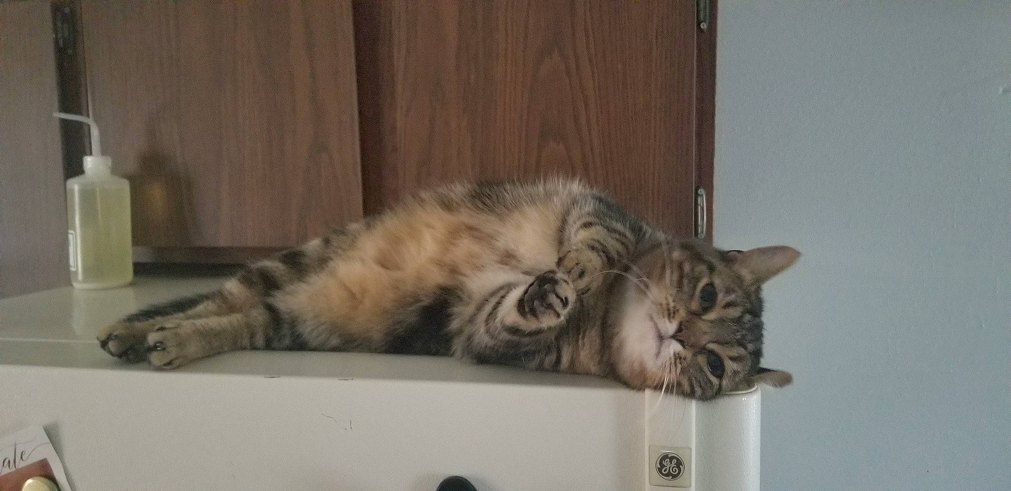 Minks is registered to the contest to win money with this photo: american_curl, american_shorthair, asian, australian_mist, british_semi_longhair, carnivore, cat, domestic_short_haired_cat, dragon_li, european_shorthair, felidae, kitten, mammal, norwegian_forest_cat, paw, siberian, small_to_medium_sized_cats, tabby_cat, vertebrate, whiskers