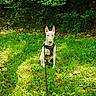 animal, canine, daytime, dog, forest, grass, greenery, harness, leaf, leash, nature, outdoor, park, pet, shadows, sitting, sunlight, trees, white_dog, wildlife