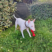 Blanca participe au concours pour gagner de l'argent avec cette photo : animal, bushes, canine, collar, daylight, dog, fence, garden, grass, greenery, leafy, muzzle, nature, outdoor, pet, playful, red_toy, summer, toy, white_dog
