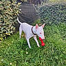 animal, bushes, canine, collar, daylight, dog, fence, garden, grass, greenery, leafy, muzzle, nature, outdoor, pet, playful, red_toy, summer, toy, white_dog