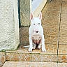 animal, bull_terrier, canine, curious, dog, ears_up, house, outdoor, paws, pet, porch, puppy, quiet, sitting, step, texture, tile_floor, wall, white_dog, young_dog