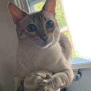 Phoebe joined the competition — help win amazing prizes! cat, cat_face, pet, whiskers, blue_eyes, ears, paws, claws, armrest, armchair, upholstery, window, indoor, natural_light, curious, close_up, portrait, sitting, domestic_cat, home_interior