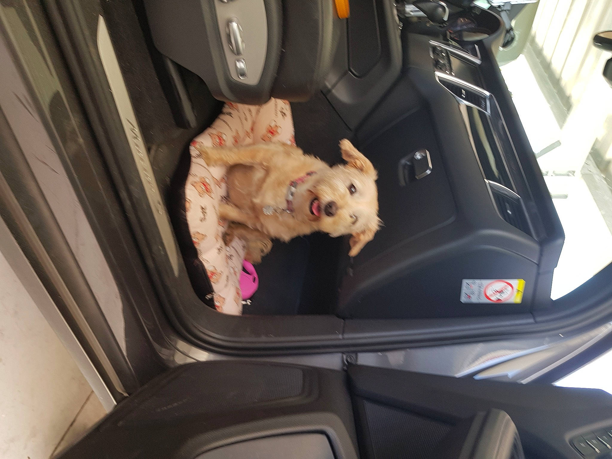 Gladys a rejoint le concours — aidez-le/la à gagner de superbes lots ! auto_part, automotive_design, automotive_exterior, automotive_mirror, bumper, car, car_seat, car_seat_cover, carnivore, companion_dog, family_car, fixture, luxury_vehicle, mode_of_transport, motor_vehicle, personal_luxury_car, seat_belt, trunk, vehicle, vehicle_door