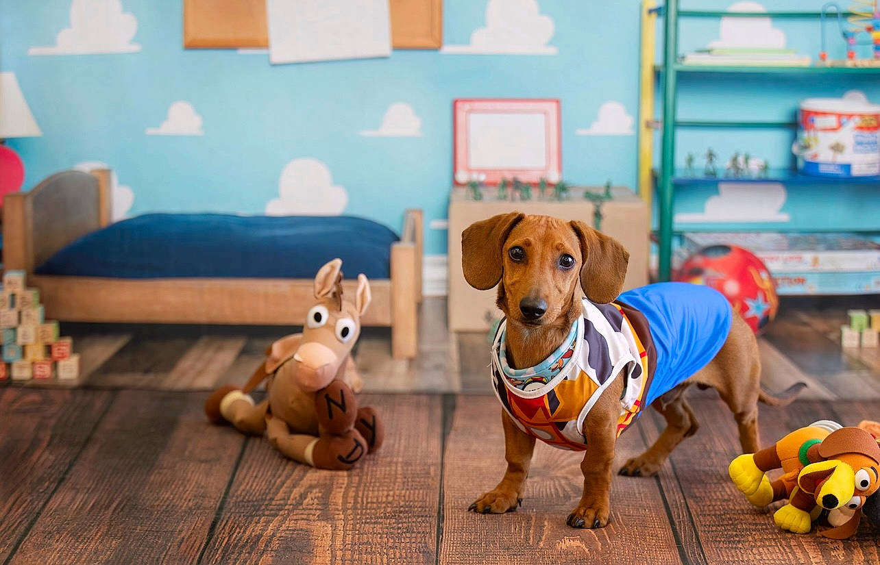 Cinco joined the competition — help win amazing prizes! canidae, carnivore, collar, companion_dog, couch, dog, dog_breed, dog_clothes, dog_supply, fawn, flooring, leash, paw, pet_supply, snout, sporting_group, stuffed_toy, toy, wood, working_animal