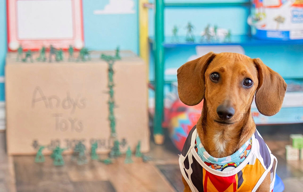 Cinco joined the competition — help win amazing prizes! canidae, carnivore, collar, companion_dog, dog, dog_breed, dog_collar, dog_supply, fashion_accessory, fawn, hound, hunting_dog, liver, pet_supply, snout, sporting_group, whiskers, wood, working_animal, working_dog