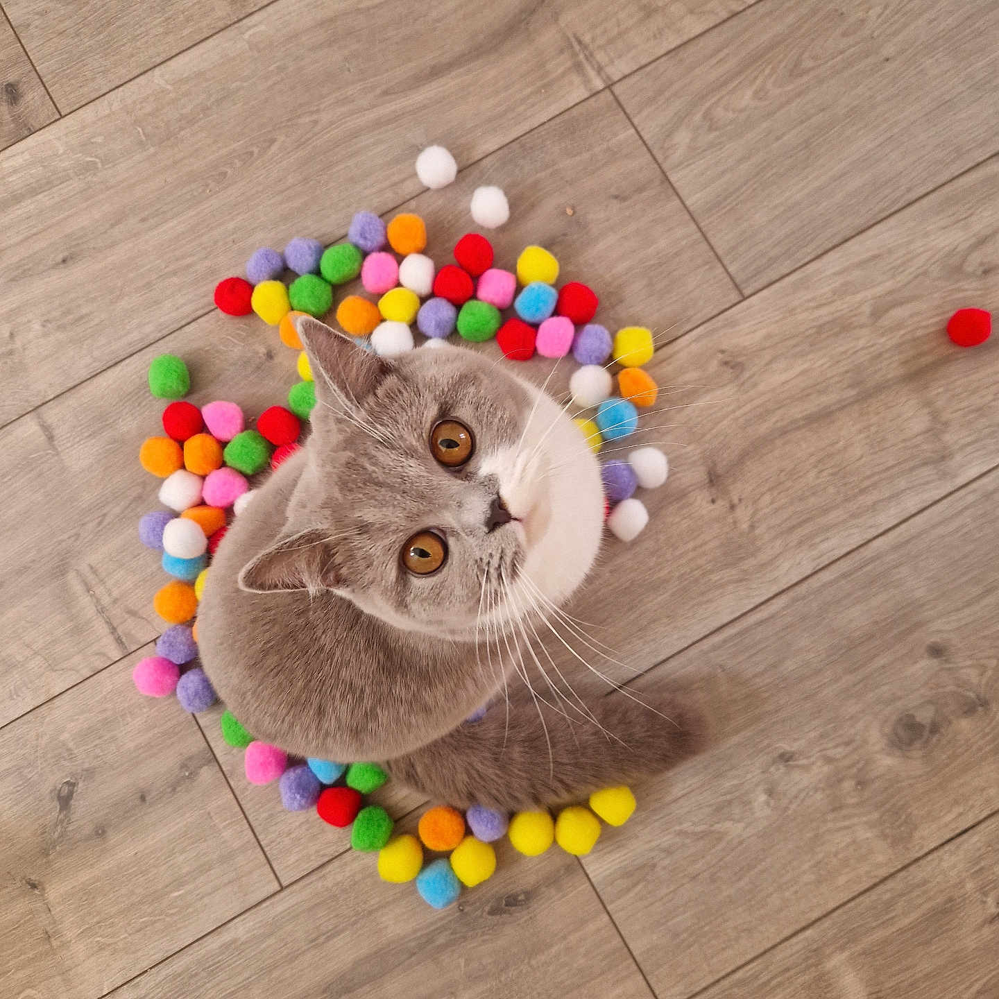 Luna is registered to the contest to win money with this photo: abyssinian, accessories, animal, balloon, candy, cat, food, hardwood, indoors, interiordesign, kitten, manx, medication, pattern, pet, pill, plywood, sphere, sweets, wood