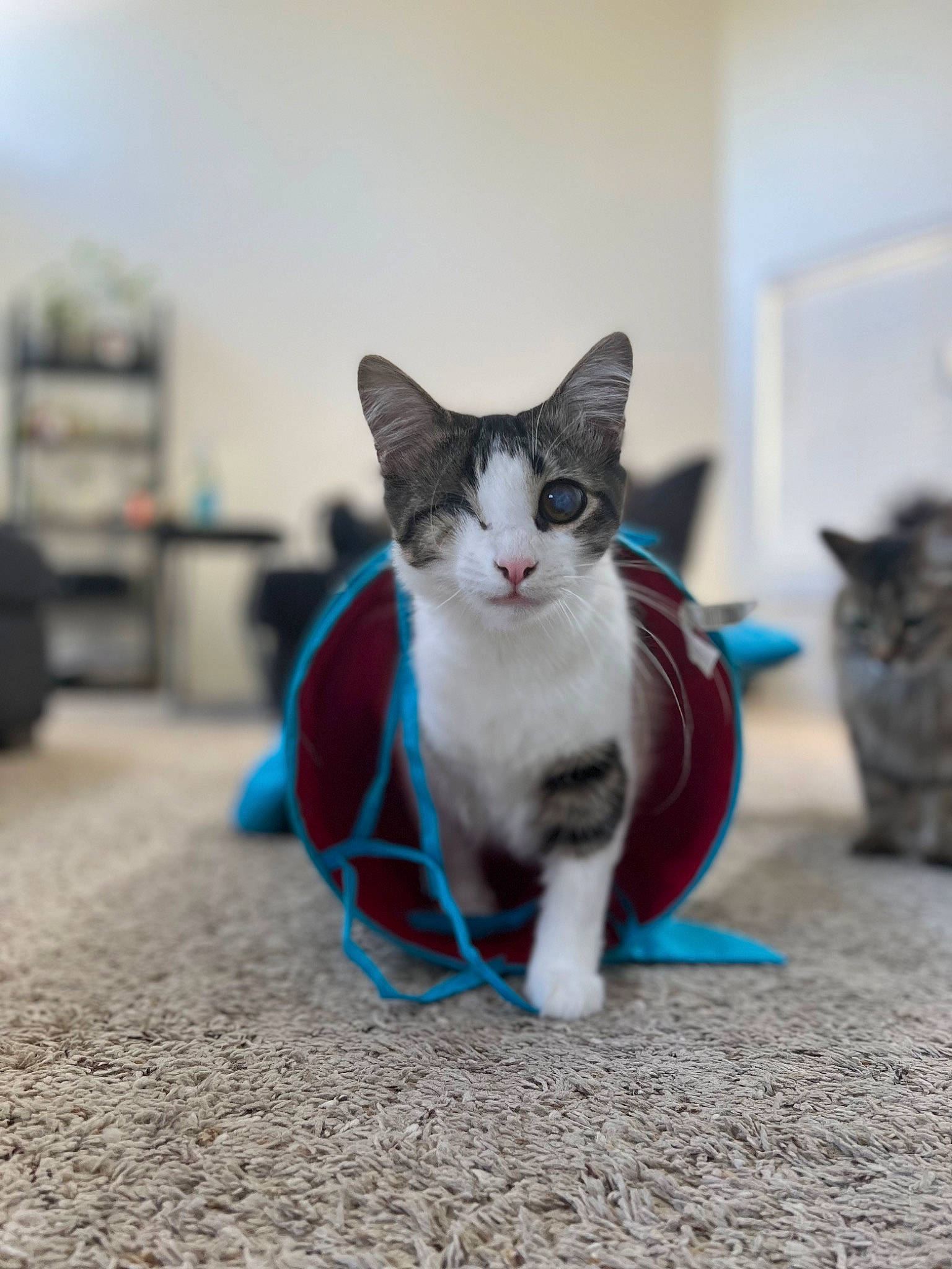 Boogie joined the competition — help win amazing prizes! carnivore, cat, cat_supply, domestic_short_haired_cat, electric_blue, felidae, fur, grey, paw, pet_supply, small_to_medium_sized_cats, tail, whiskers