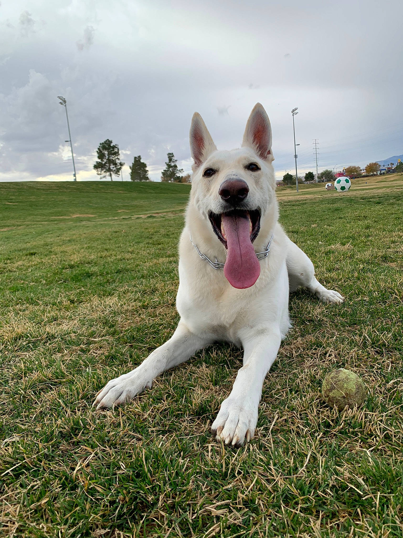 Kate joined the competition — help win amazing prizes! berger_blanc_suisse, canidae, carnivore, companion_dog, dog, dog_breed, fawn, german_shepherd_dog, grass, herding_dog, mammal, plant, sky, snout, sporting_group, tail, vertebrate, white_shepherd, working_dog