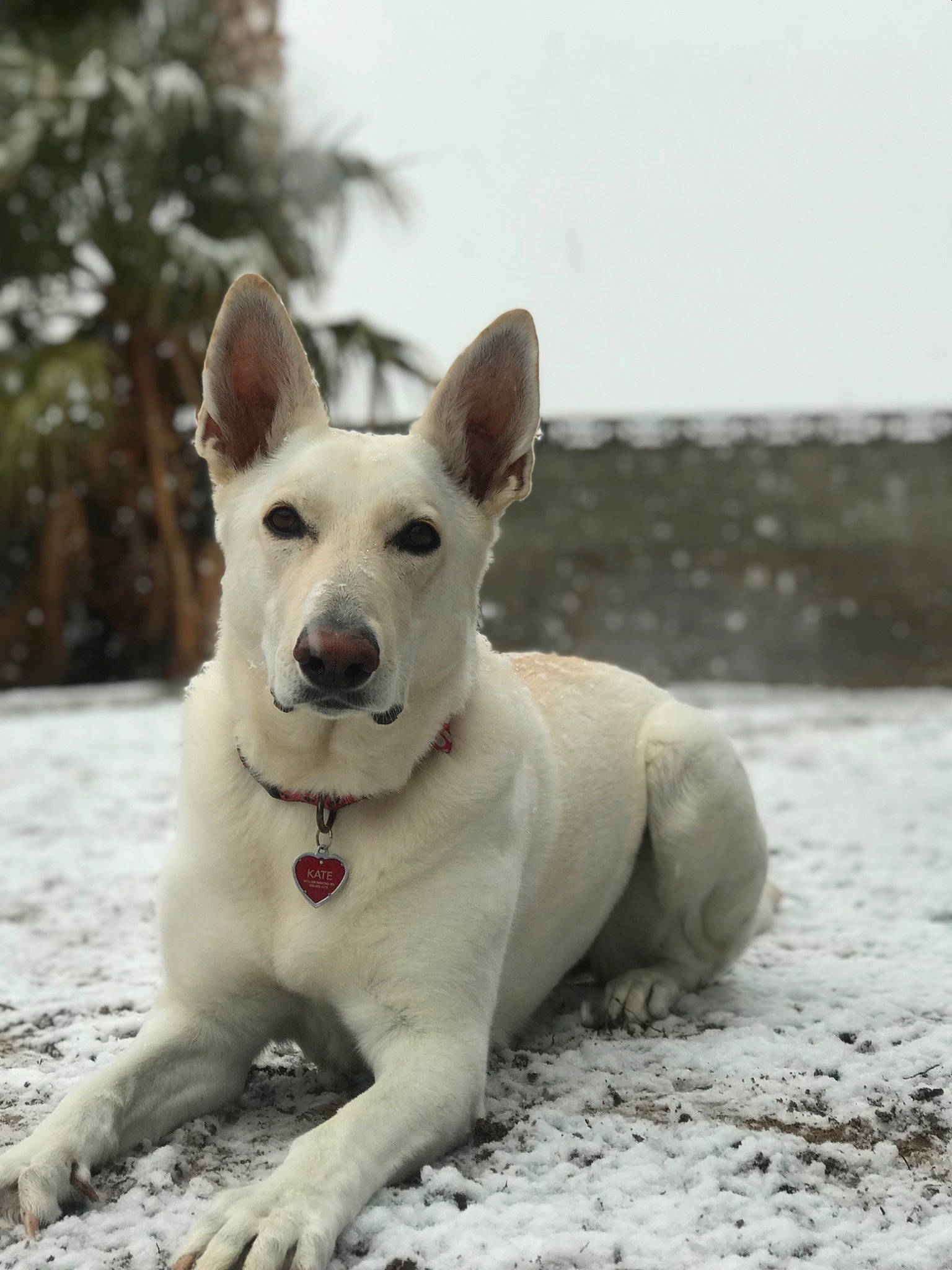 Kate joined the competition — help win amazing prizes! berger_blanc_suisse, canaan_dog, canidae, carnivore, dog, dog_breed, german_shepherd_dog, mammal, pariah_dog, rare_breed_dog, vertebrate, white_shepherd