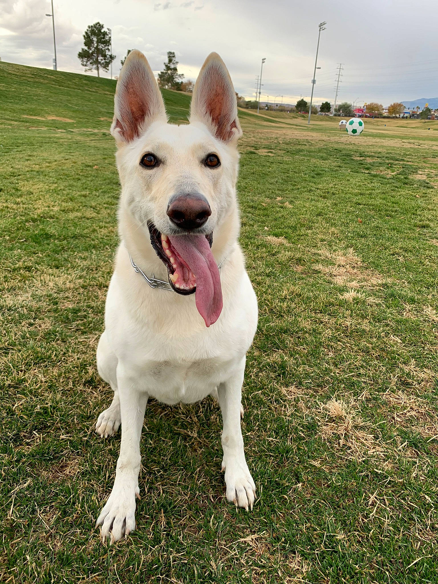 Kate joined the competition — help win amazing prizes! berger_blanc_suisse, canidae, carnivore, dog, dog_breed, german_shepherd_dog, grass, herding_dog, mammal, rare_breed_dog, vertebrate, white_shepherd