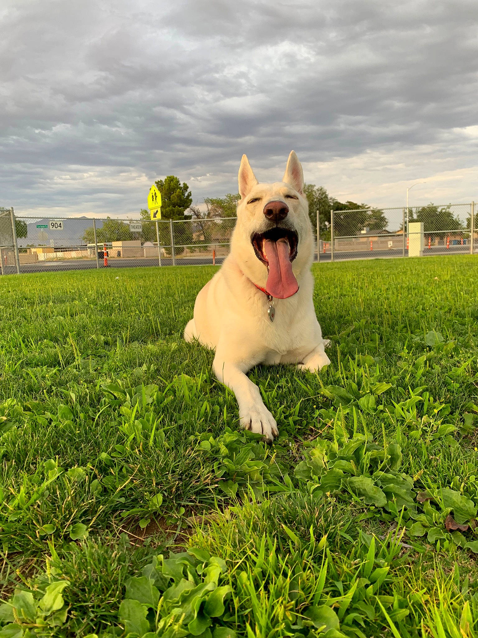 Kate joined the competition — help win amazing prizes! berger_blanc_suisse, canidae, carnivore, companion_dog, dog, dog_breed, fawn, german_shepherd_dog, grass, green, lawn, mammal, meadow, non_sporting_group, nose, plant, sky, sporting_group, vertebrate, white_shepherd