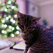 Luca joined the competition — help win amazing prizes! animal, blurred_background, bokeh, cat, christmas_tree, couch, cozy, cute, domestic_animal, fur, furniture, holiday, indoor, lights, mammal, pet, portrait, soft_light, tabby, whiskers