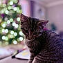 animal, blurred_background, bokeh, cat, christmas_tree, couch, cozy, cute, domestic_animal, fur, furniture, holiday, indoor, lights, mammal, pet, portrait, soft_light, tabby, whiskers
