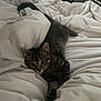 animal, bed, blanket, cat, comfort, cozy, curious, cute, fur, indoor, kitten, paws, pet, relaxed, resting, sleepy, soft, tabby, whiskers, white