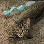 Luca is registered to the contest to win money with this photo: alert, animal, carpet, cat, closeup, curious, cute, domestic, feline, fur, indoor, kitten, paws, pet, playful, striped, tabby, toy, whiskers, young