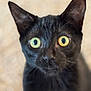 black_cat, cat, close_up, pet, animal, feline, eyes, heterochromia, curious, whiskers, ears, portrait, indoor, soft_background, cute, looking_up, mammal, face, furry, domestic_animal