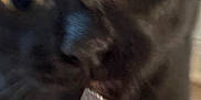 Shady Belle is registered to the contest to win money with this photo: black_cat, close_up, cat_face, wide_eyes, yellow_eyes, candy_wrapper, red_wrapper, bite, pet, animal, indoor, curious, playful, feline, mouth, nose, whiskers, fur, expression, blurry