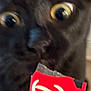 black_cat, close_up, cat_face, wide_eyes, yellow_eyes, candy_wrapper, red_wrapper, bite, pet, animal, indoor, curious, playful, feline, mouth, nose, whiskers, fur, expression, blurry