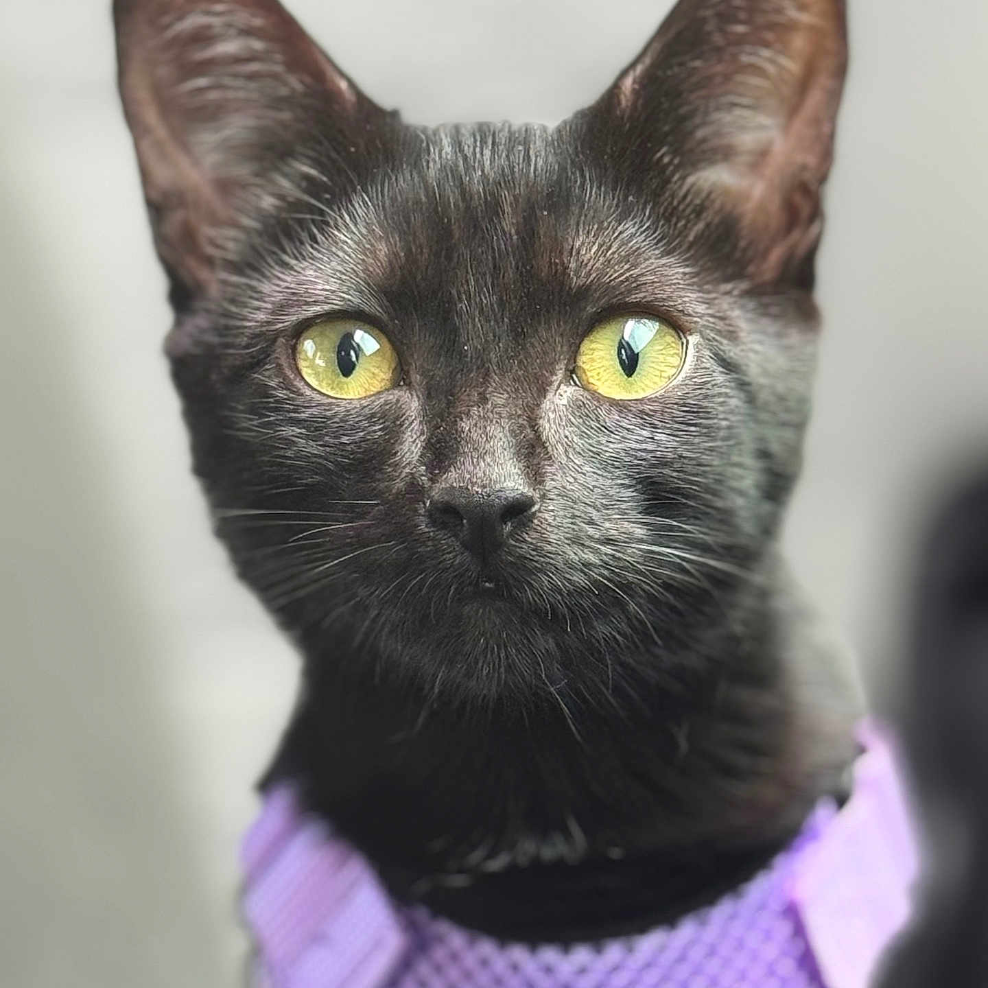 Shady Belle is registered to the contest to win money with this photo: alert, animal, black_cat, cat, close_up, cute, domestic_cat, ears, feline, focused, fur, indoor, looking, muzzle, nose, pet, portrait, purple_harness, whiskers, yellow_eyes