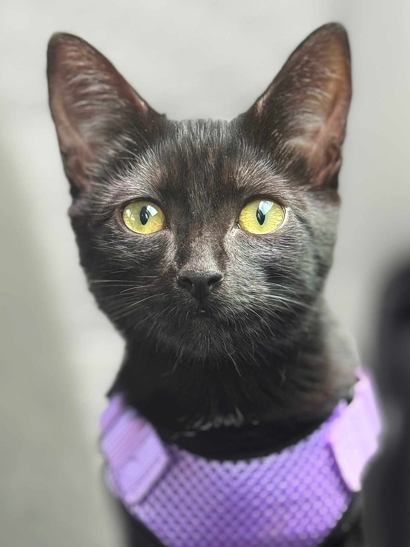 Shady Belle is registered to the contest to win money with this photo: cat, black_cat, close_up, yellow_eyes, purple_harness, pet, animal, feline, whiskers, ears, fur, portrait, indoor, cute, alert, domestic_cat, muzzle, nose, looking, focused