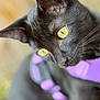 cat, black_cat, yellow_eyes, close_up, pet, animal, fur, whiskers, purple_harness, curious, indoor, portrait, focus, soft_background, ears, nose, feline, domestic_cat, mammal, closeup