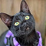 cat, black_cat, pet, animal, feline, close_up, yellow_eyes, purple_harness, outdoor, curious, portrait, whiskers, soft_focus, fur, ears, looking_up, domestic_animal, cute, young_cat, background_blur
