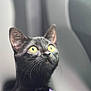 Shady Belle is registered to the contest to win money with this photo: black_cat, yellow_eyes, close_up, purple_harness, pet, feline, curious, whiskers, indoor, soft_background, portrait, animal, alert, looking_up, cute, domestic_cat, young_cat, focused, fur, ears