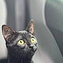 Shady Belle is registered to the contest to win money with this photo: black_cat, yellow_eyes, cat, pet, animal, purple_harness, feline, close_up, portrait, indoor, seat, car_interior, whiskers, curious, alert, young_cat, domestic_cat, soft_light, shallow_depth_of_field, fur