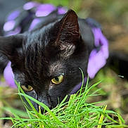 Shady Belle is registered to the contest to win money with this photo: black_cat, cat, yellow_eyes, grass, purple_harness, outdoor, nature, close_up, animal, pet, curious, feline, greenery, sniffing, mammal, wildlife, domestic_animal, young_cat, portrait, eye_focus