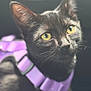 cat, black_cat, yellow_eyes, close_up, pet, animal, feline, purple_harness, domestic_cat, whiskers, portrait, indoor, fur, cute, looking_away, soft_light, blurry_background, focused, pet_accessory, alert