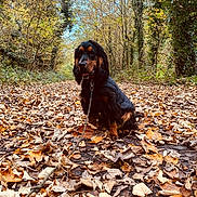 Addock participe au concours pour gagner de l'argent avec cette photo : dog, autumn, leaves, forest, path, jacket, outdoor, nature, trees, canine, fall, seasonal, brown, yellow, walking, pet, leaf_litter, trails, daylight, scenic
