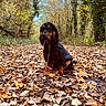 dog, autumn, leaves, forest, path, jacket, outdoor, nature, trees, canine, fall, seasonal, brown, yellow, walking, pet, leaf_litter, trails, daylight, scenic