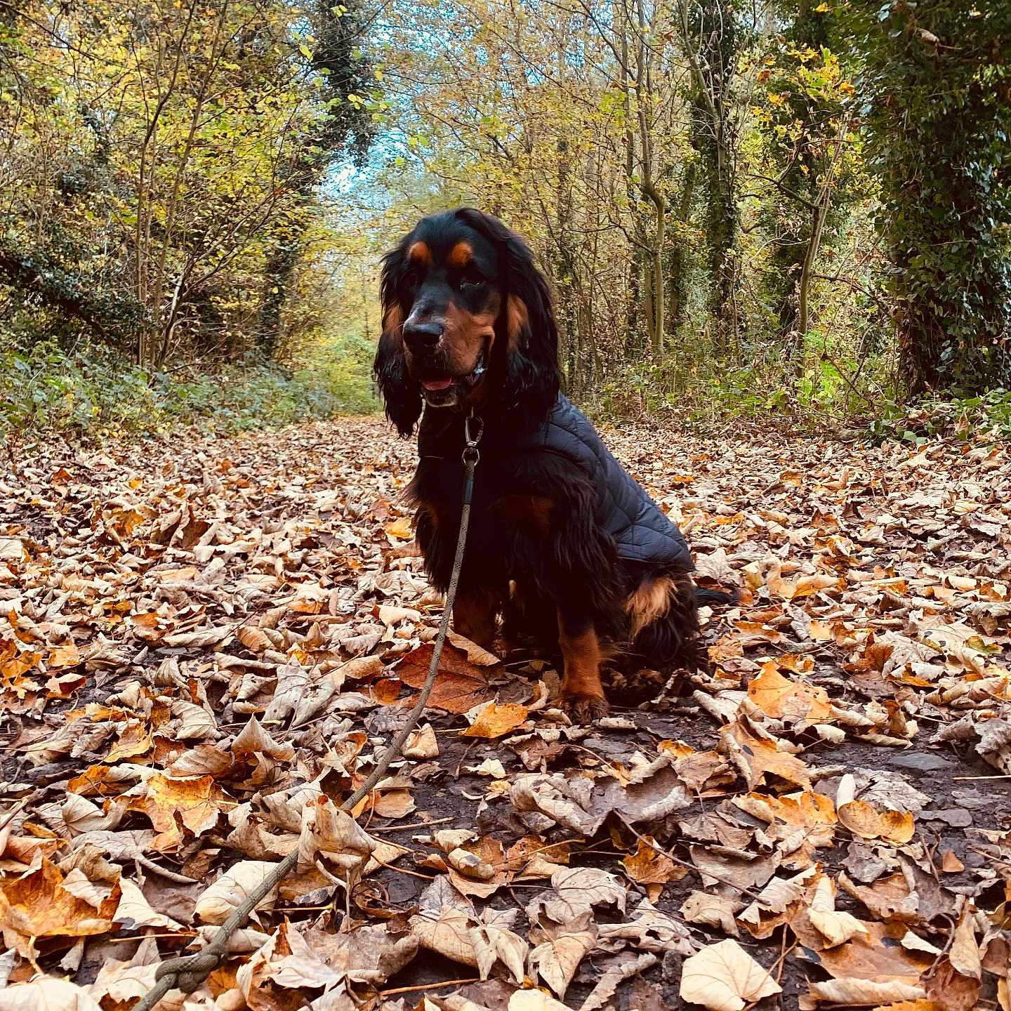 Addock participe au concours pour gagner de l'argent avec cette photo : dog, autumn, leaves, forest, path, jacket, outdoor, nature, trees, canine, fall, seasonal, brown, yellow, walking, pet, leaf_litter, trails, daylight, scenic