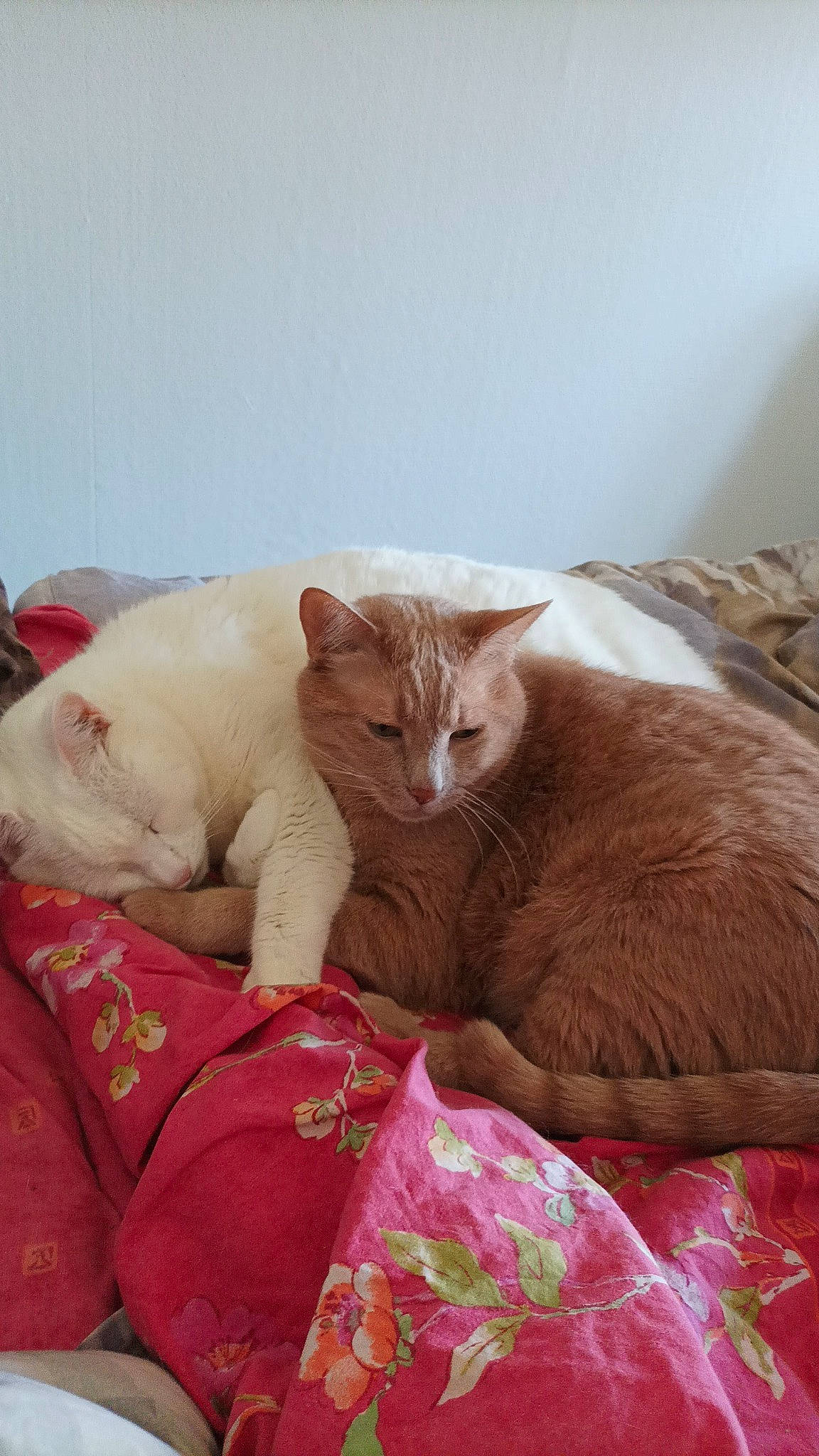 Petitminou participe au concours pour gagner de l'argent avec cette photo : carnivore, cat, cat_supply, claw, comfort, domestic_short_haired_cat, fawn, felidae, fur, linens, magenta, nap, paw, pet_supply, sitting, small_to_medium_sized_cats, snout, tail, terrestrial_animal, whiskers