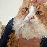 Poupouille a rejoint le concours — aidez-le/la à gagner de superbes lots ! animal, cat, close_up, curious, cute, domestic, ears, face, feline, fluffy, fur, hand, holding, indoor, orange_cat, person, pet, portrait, whiskers, white_fur