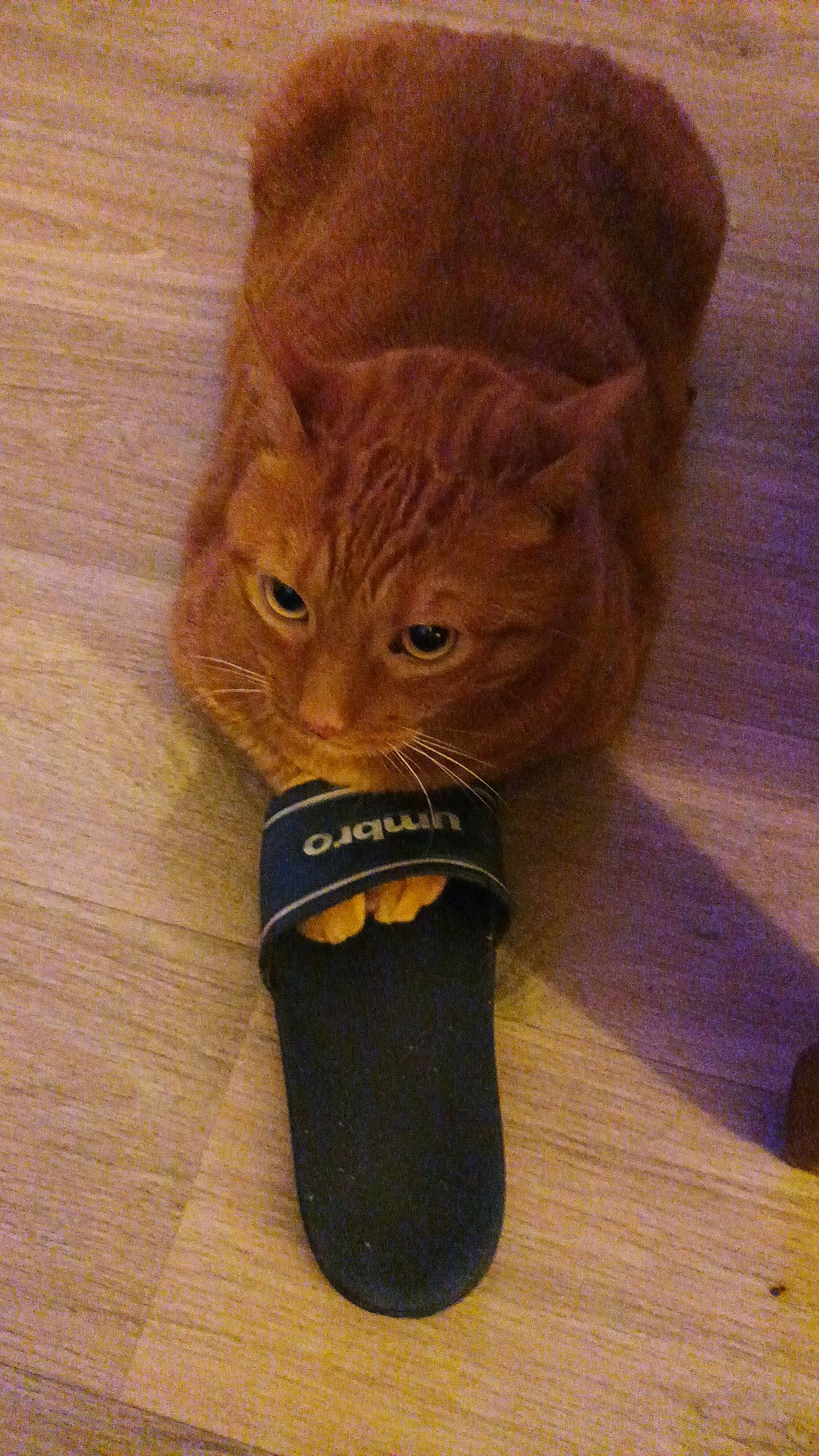 Pitichat participe au concours pour gagner de l'argent avec cette photo : artifact, carnivore, cat, fashion_accessory, fawn, felidae, fur, hardwood, liver, pet_supply, small_to_medium_sized_cats, snout, tail, terrestrial_animal, varnish, whiskers, wood, wood_stain